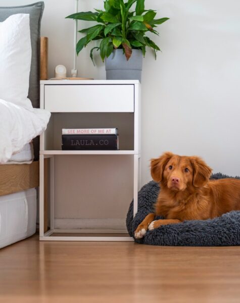 laminate floor with dog laminate floor 1